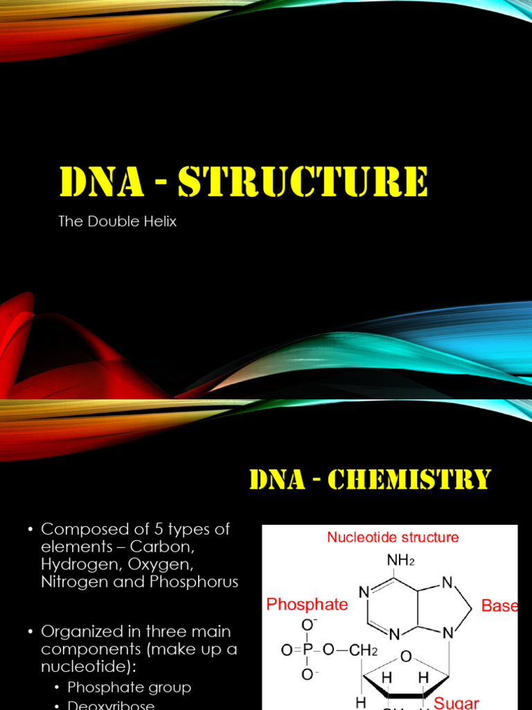 DNA Structure and Replication Explained | PDF | Dna | Nucleotides