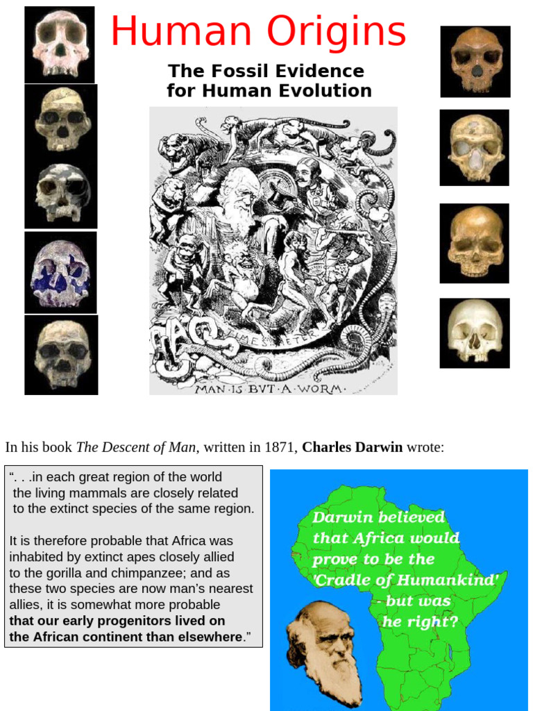 Fossil Evidence of Human Evolution | PDF | Homo | Human Evolution