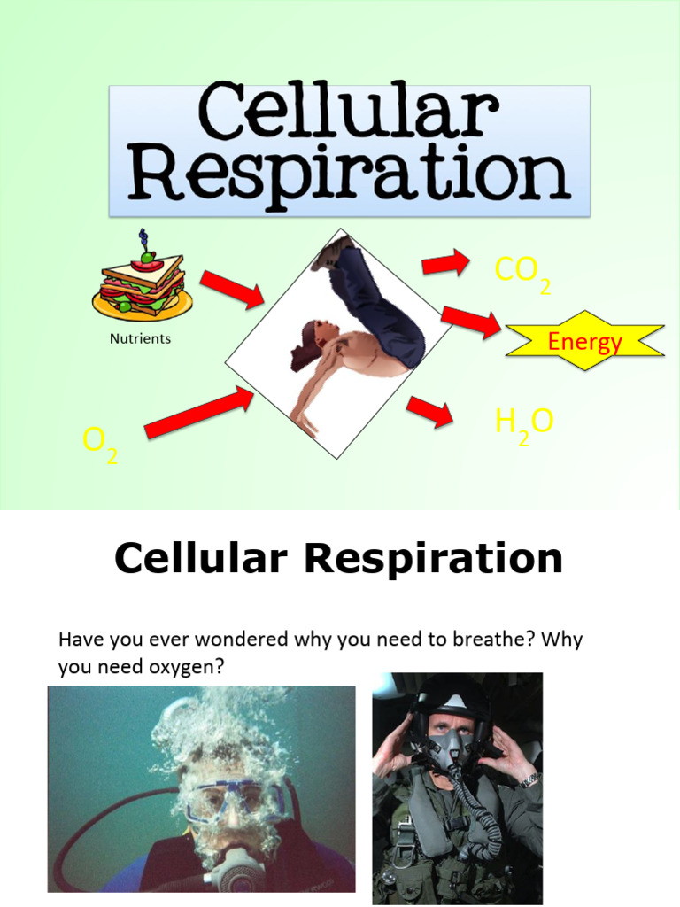 Cellular Respiration and ATP Production | PDF | Cellular Respiration ...