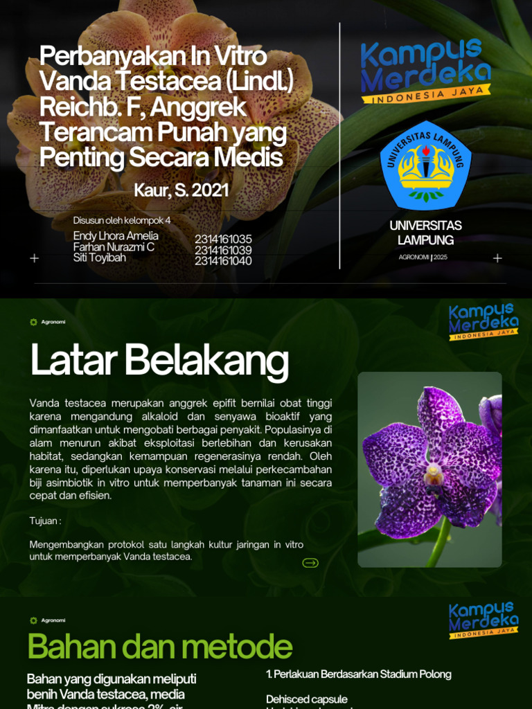 Perbanyakan In Vitro Vanda Testacea | PDF