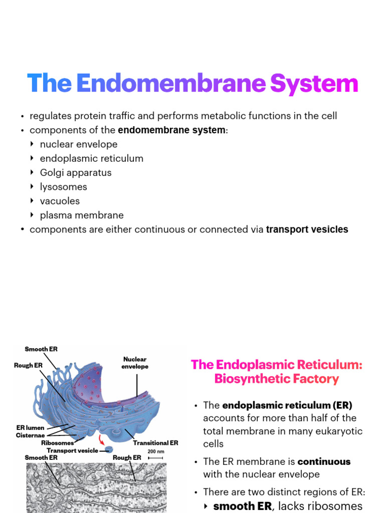 Overview of the Endomembrane System | PDF | Endoplasmic Reticulum ...