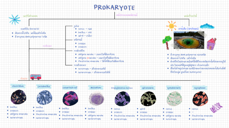 Prokaryote | PDF