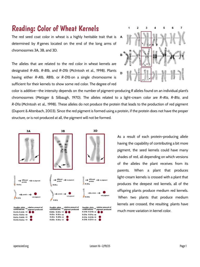 Wheat Kernel Color Genetics Explained | PDF | Wheat | Allele