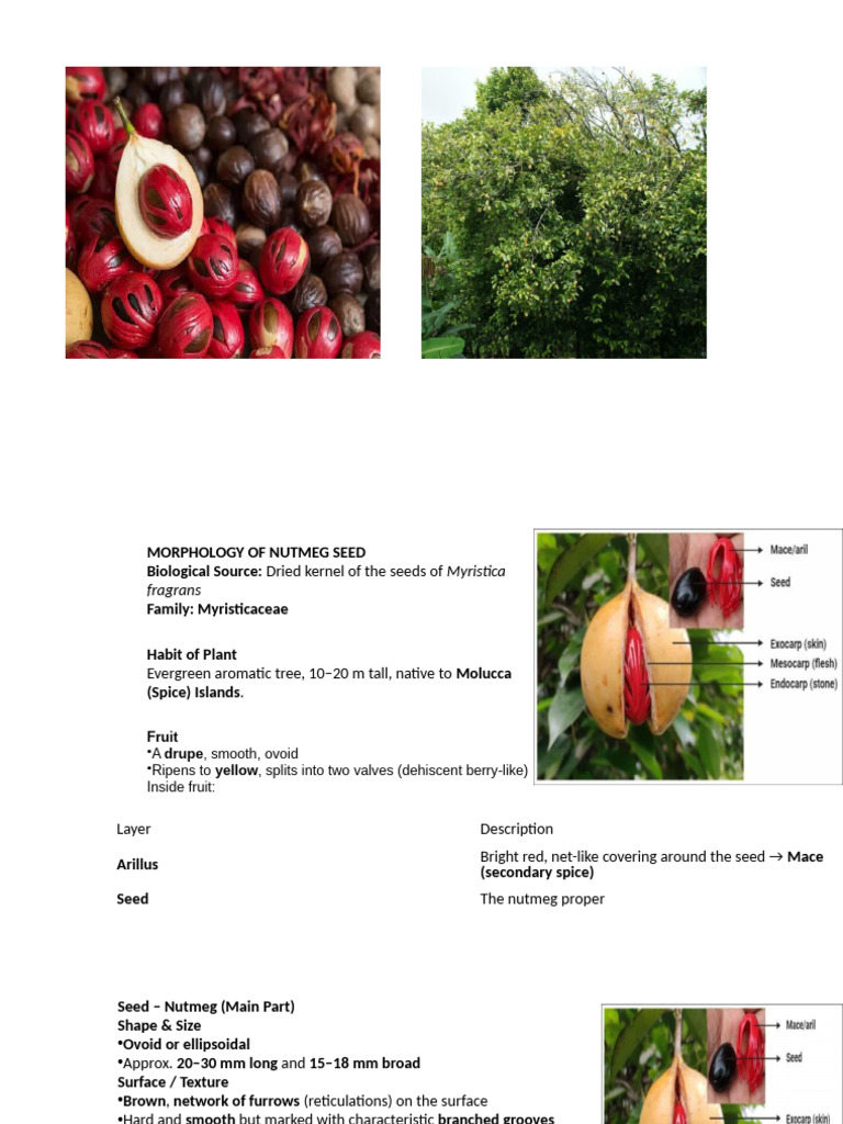 Nutmeg Seed Morphology Overview | PDF