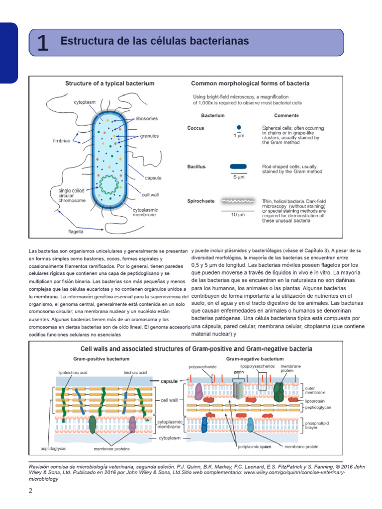 Estructura y funciones de células bacterianas | PDF | Las bacterias ...