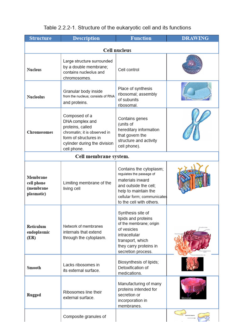 Eukaryotic Cell and Its Functions | PDF | Cell (Biology) | Endoplasmic ...