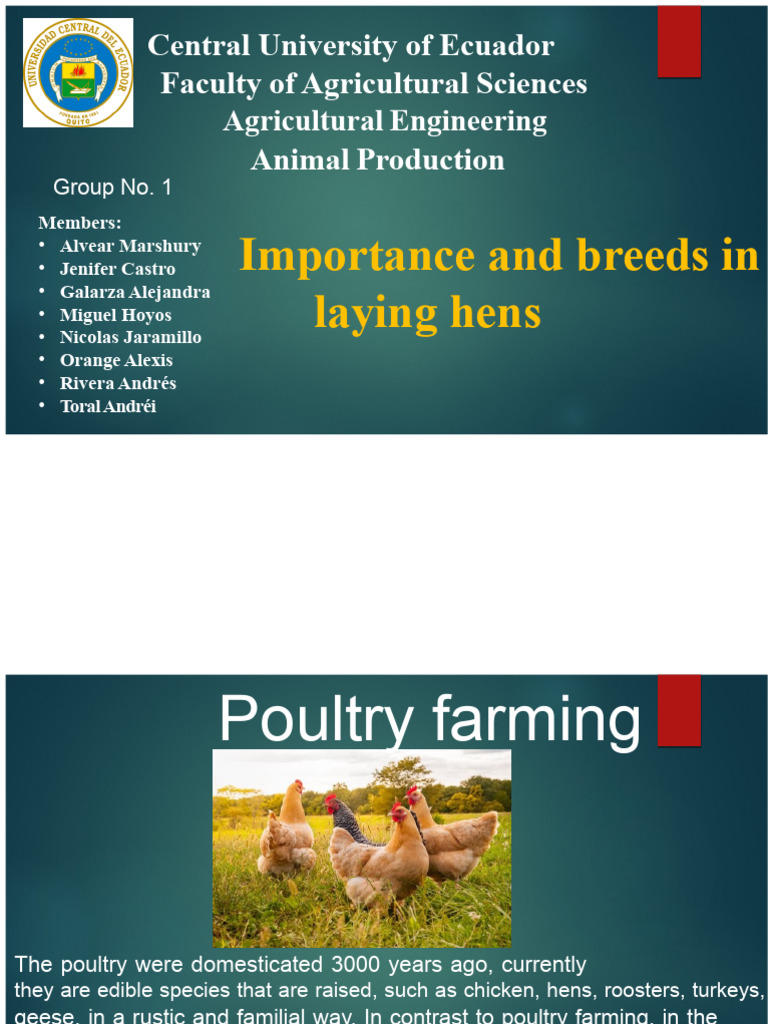 Breeds of Chickens Production | PDF | Chicken | Poultry