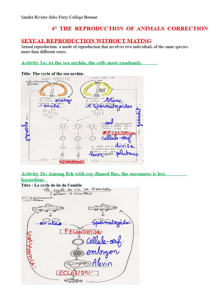 Animal Sexual Reproduction Overview | PDF | Sexual Reproduction ...