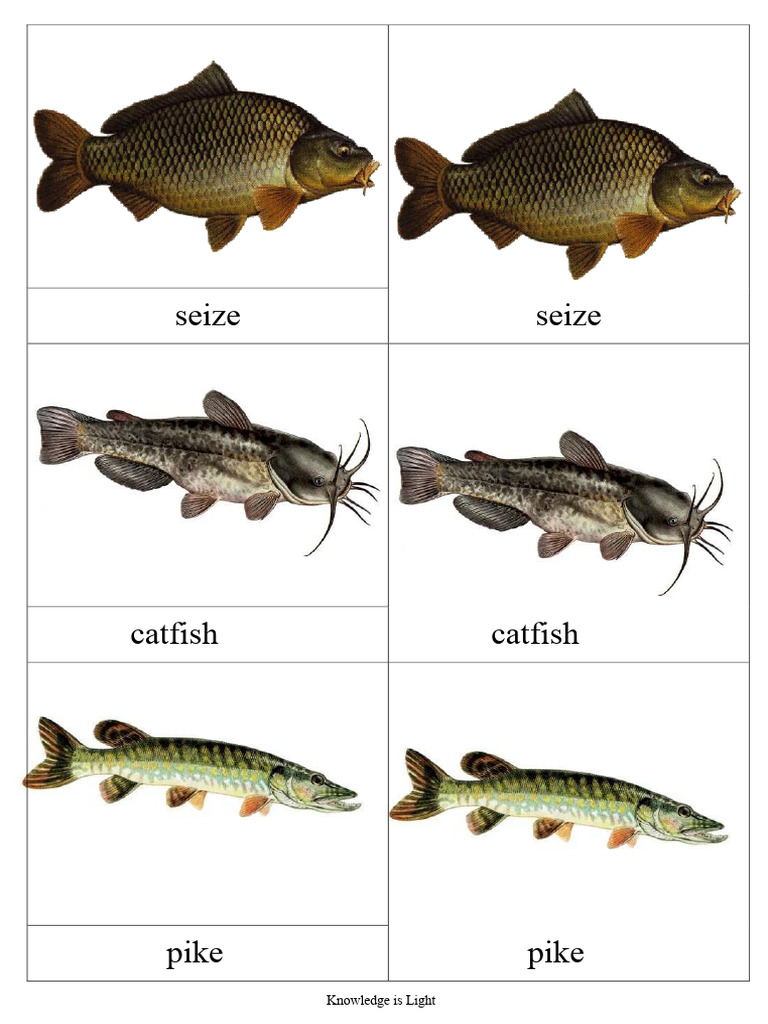 Fish Nomenclature Freshwater Sea Water | PDF