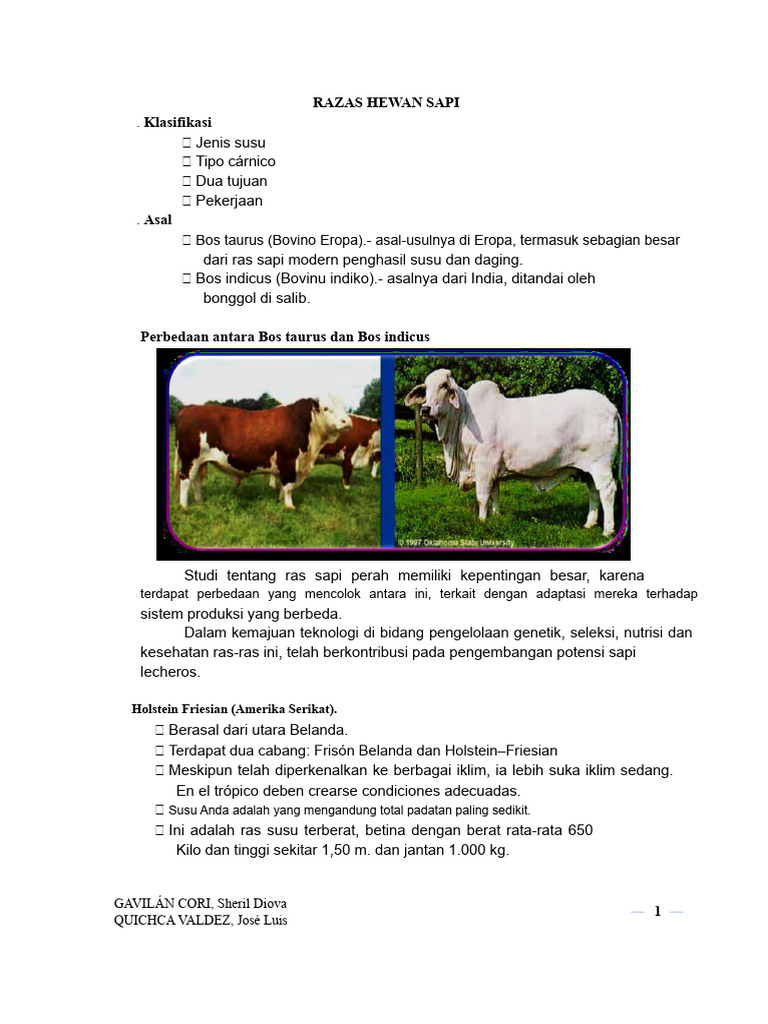 Klasifikasi dan Jenis Ras Sapi | PDF
