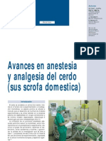 anestesia-cerdo