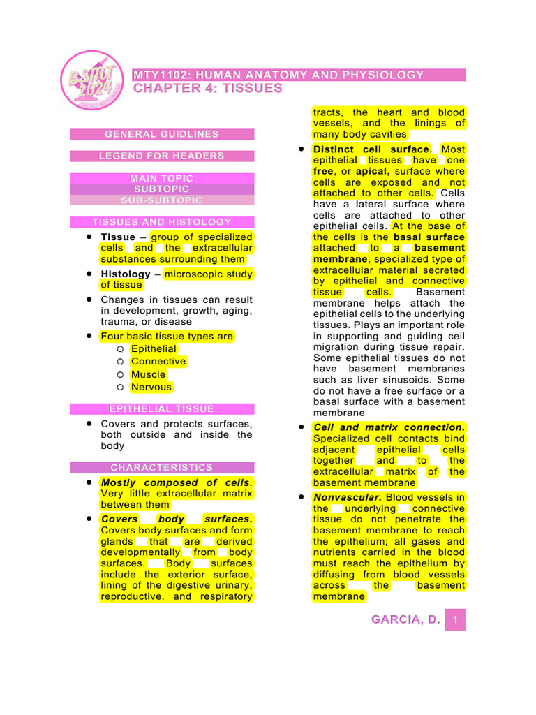 Chapter 4 - Tissues | PDF | Epithelium | Connective Tissue
