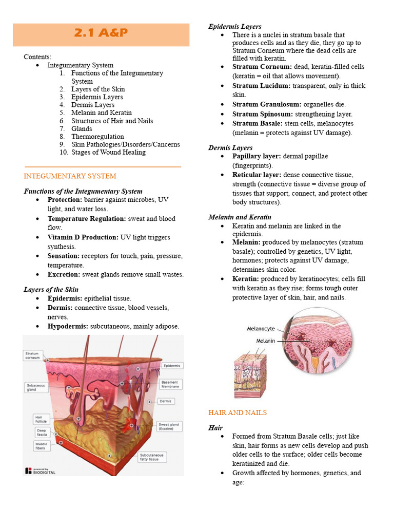 Anatomy and Physiology - UNIT2 | PDF | Integumentary System | Skin