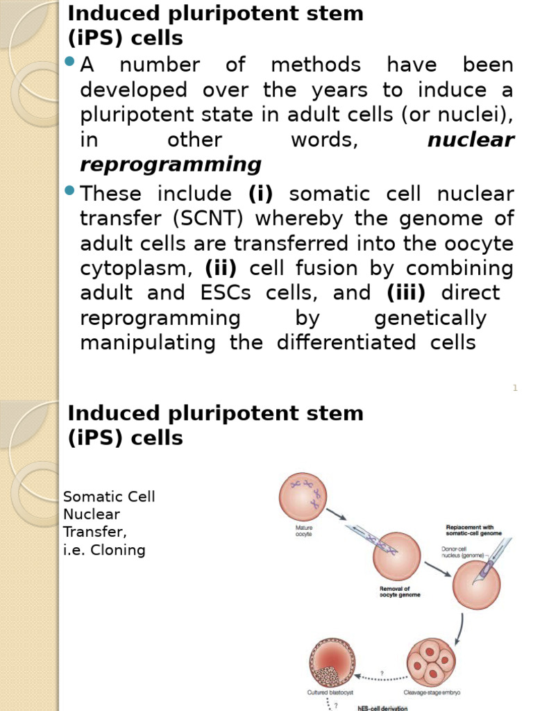 Induced Pluripotent Stem Cell Methods | PDF | Cell Potency | Cellular ...