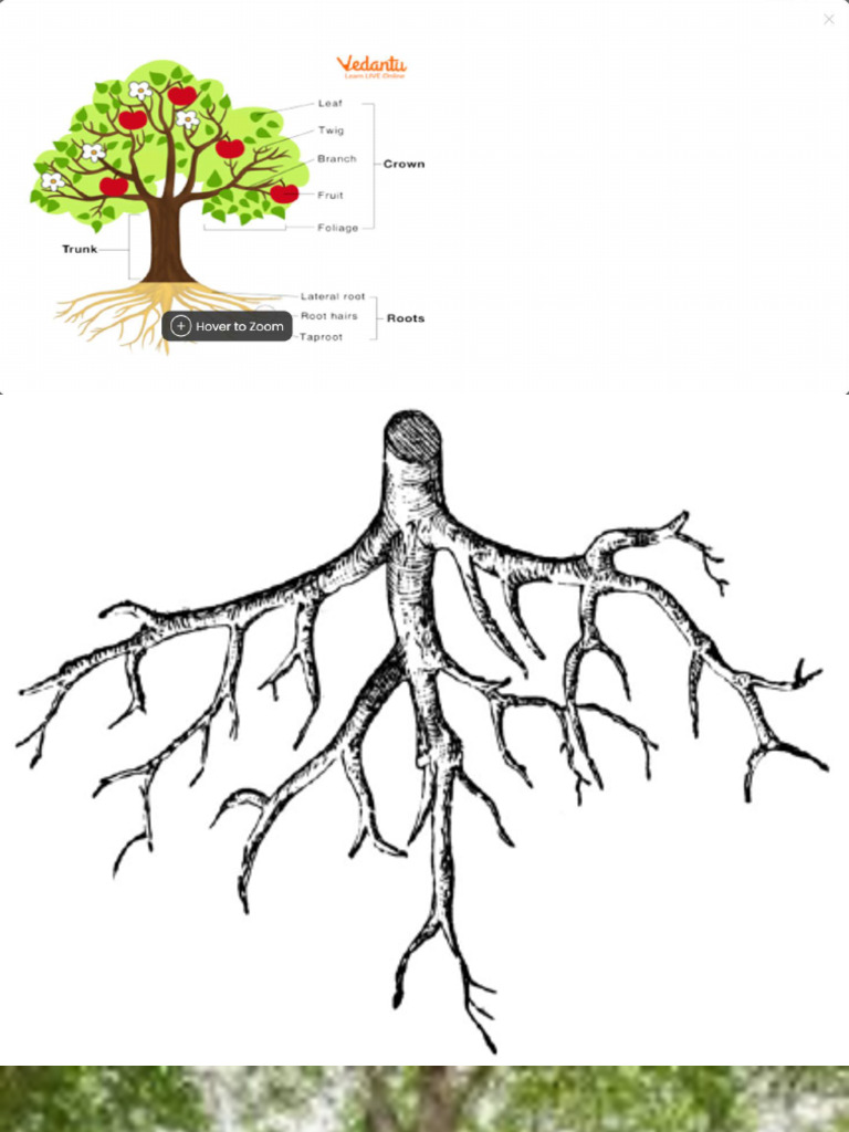 1st Chapter - Introduction of Tree | PDF