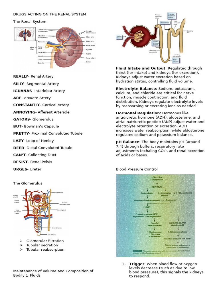 Drugs Acting On The Renal System | PDF | Angiotensin | Kidney