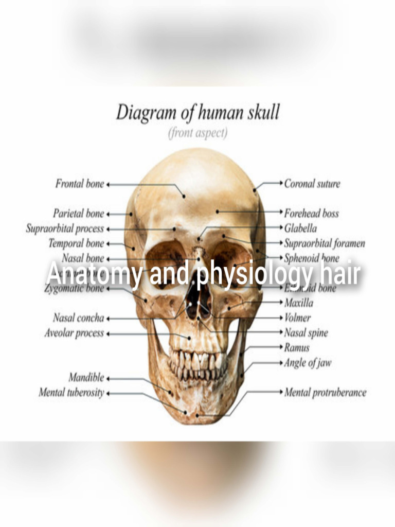 Human Skull Anatomy Diagram | PDF