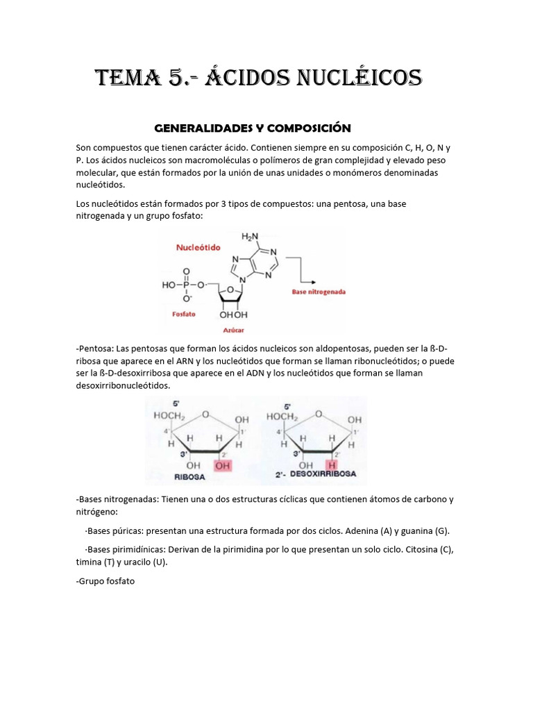 Tema 5 Acidos Nucléicos | PDF | Ácidos nucleicos | Nucleótidos