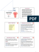 anatomia utero (1)