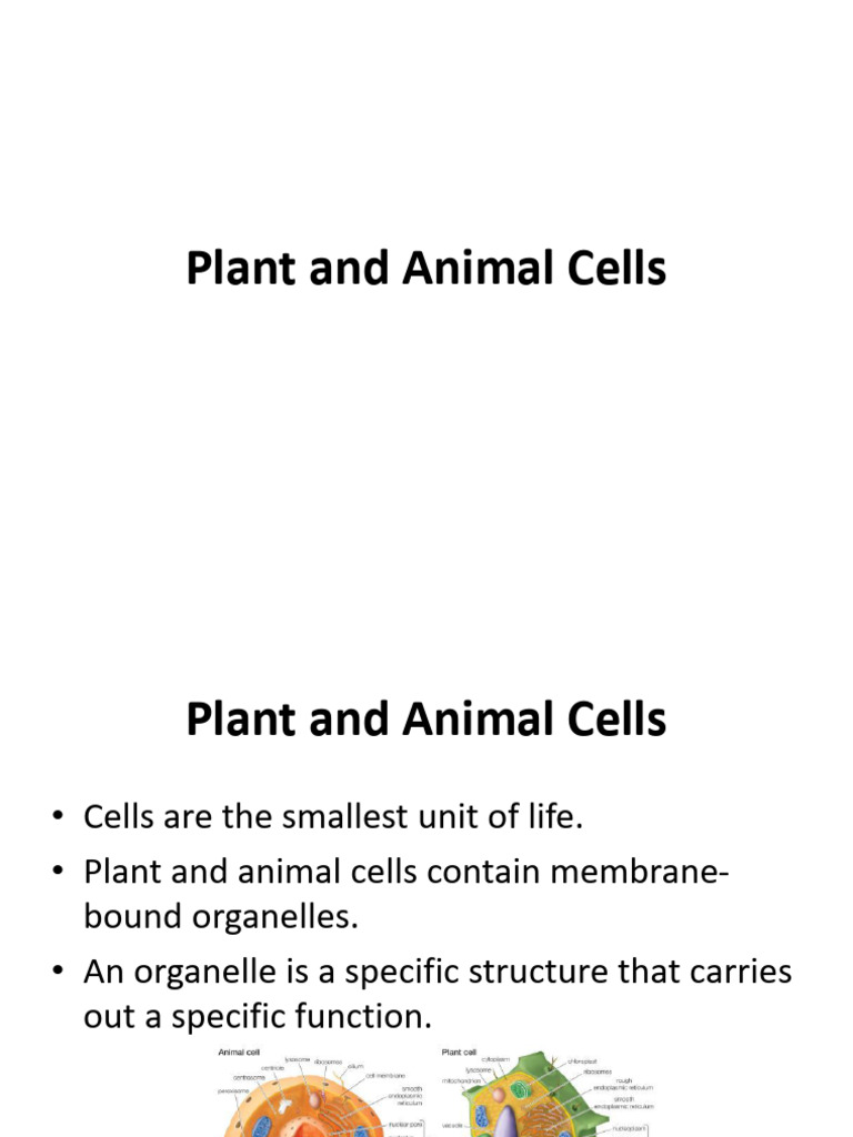 Overview of Plant and Animal Cells | PDF