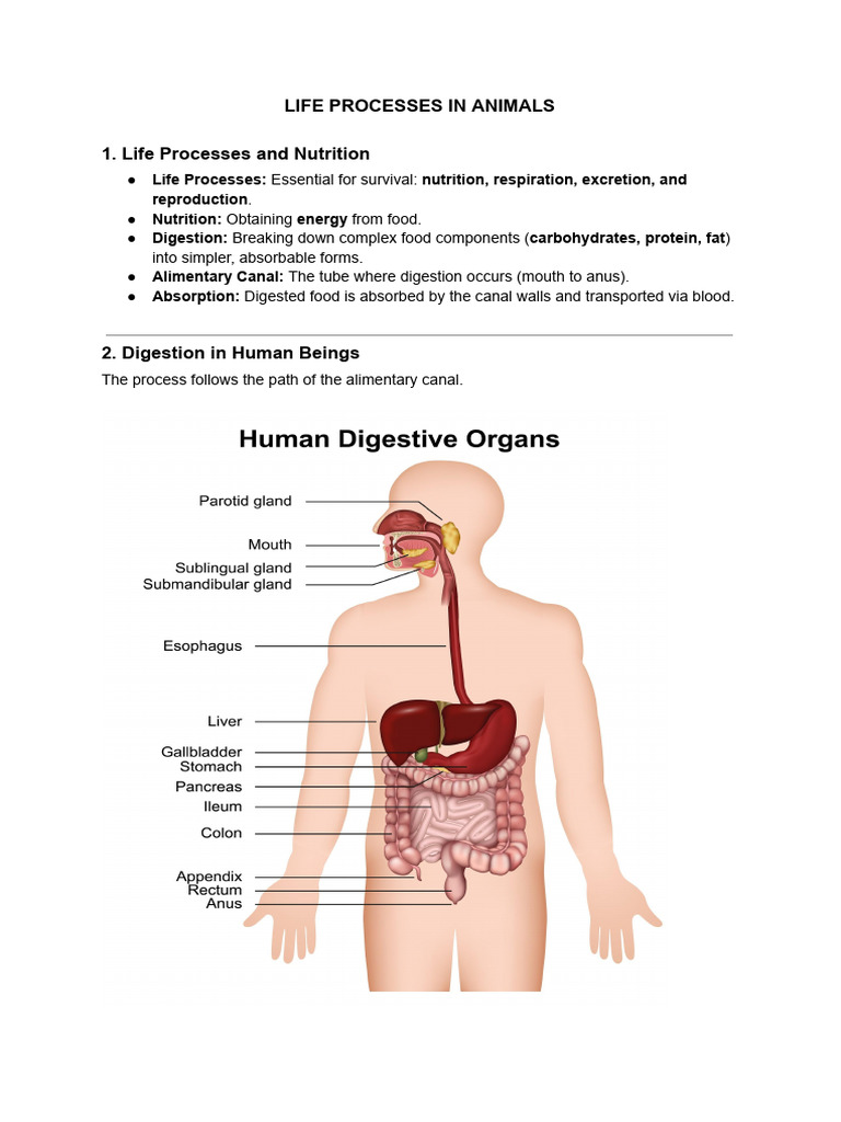 Life Process in Animals | PDF | Digestion | Respiratory System