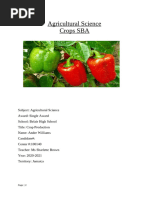Crop Production SBA: Sweet Peppers | PDF | Fertilizer | Soil