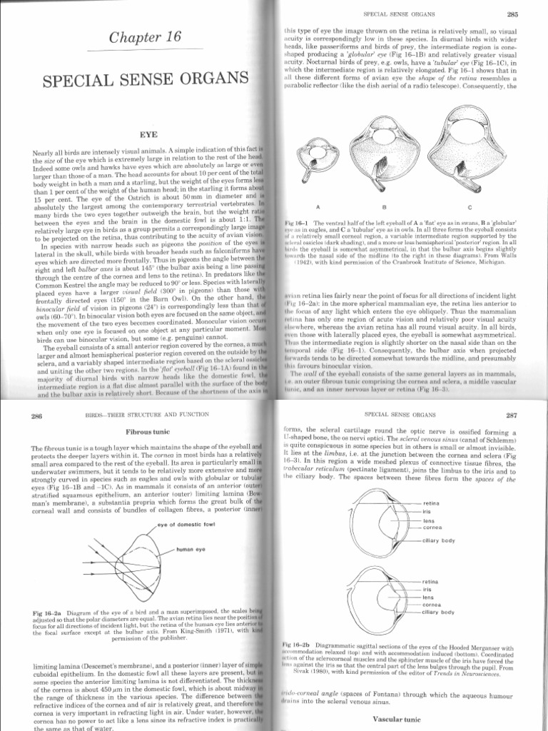 King McLelland 16 Special Sense Organs | PDF | Eye | Human Eye