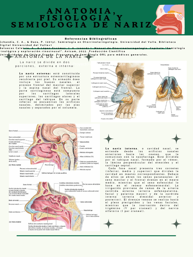 Anatomía y fisiología de la nariz | PDF | Nariz humana | Anatomía de ...
