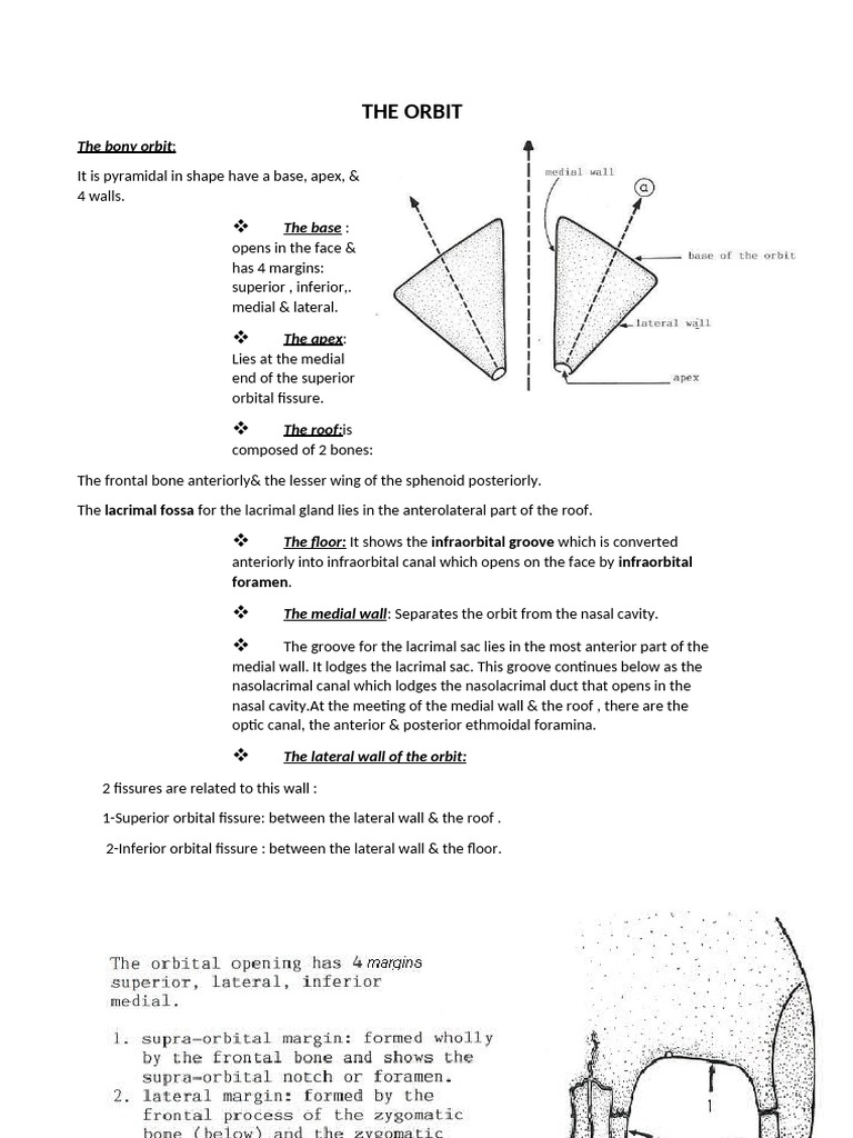Anatomy of the Bony Orbit and Muscles | PDF | Human Eye | Human Head ...