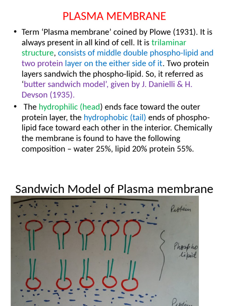 Understanding Plasma Membrane Structure | PDF | Vacuole | Cell Membrane