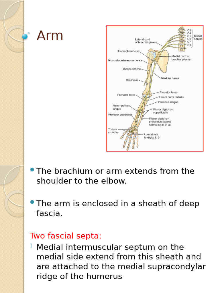 Anatomy of the Arm: Muscles and Vessels | PDF | Arm | Elbow