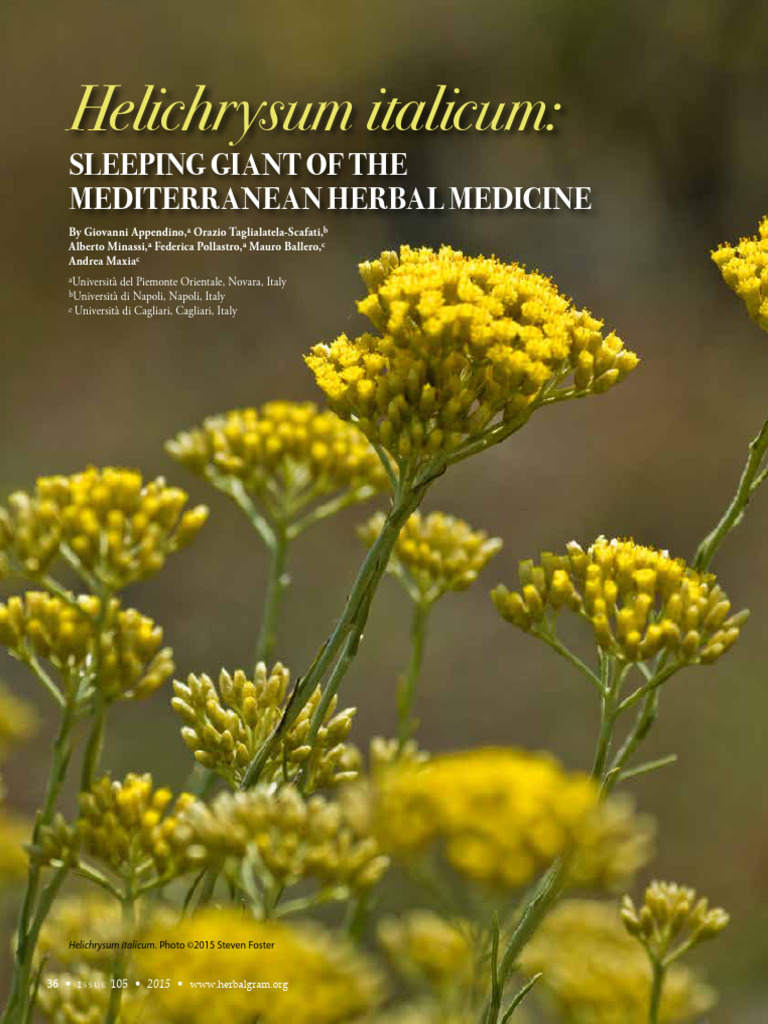 Helichrysum Italicum: Mediterranean Herbal Marvel | PDF | Aromatherapy ...