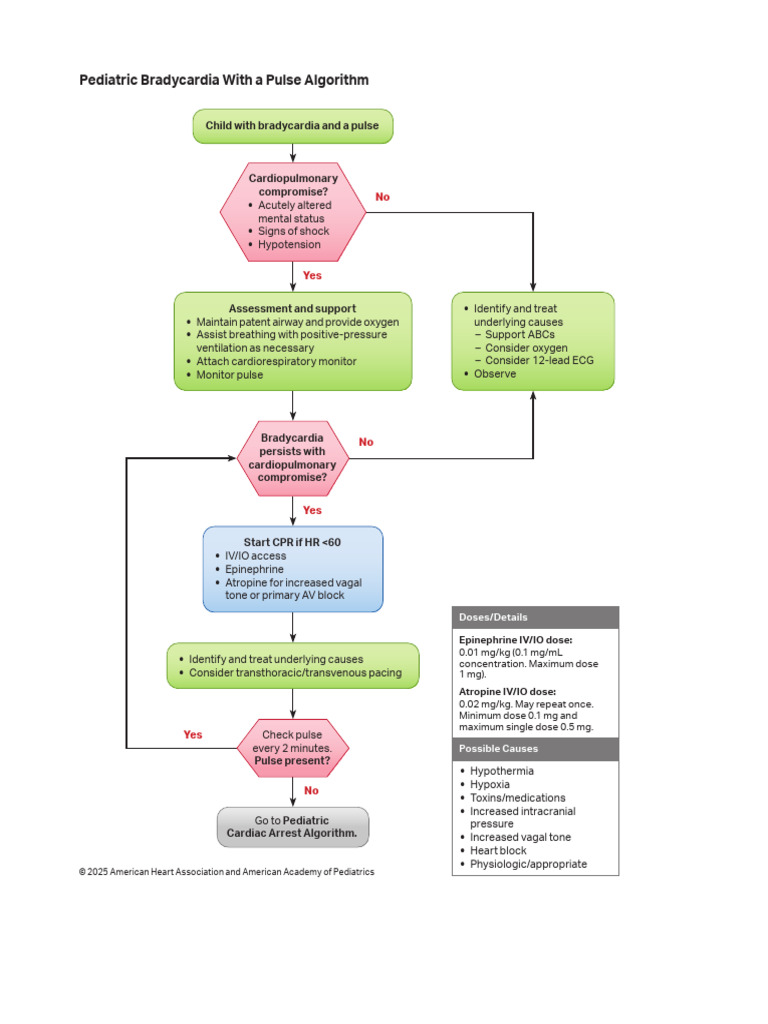 Algorithm PALS Bradycardia 250121 | PDF | Cardiovascular System ...
