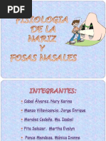 Fisiologia de Las Fosas Nasales