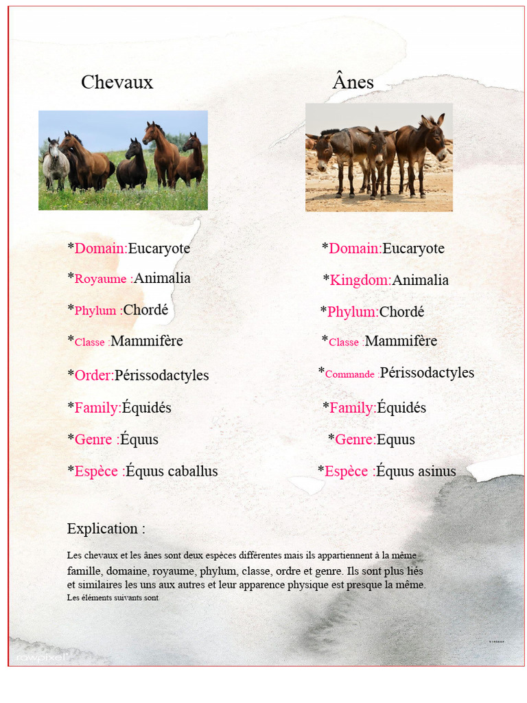 Classification des Chevaux et Ânes | PDF | Équidés | Eucaryotes