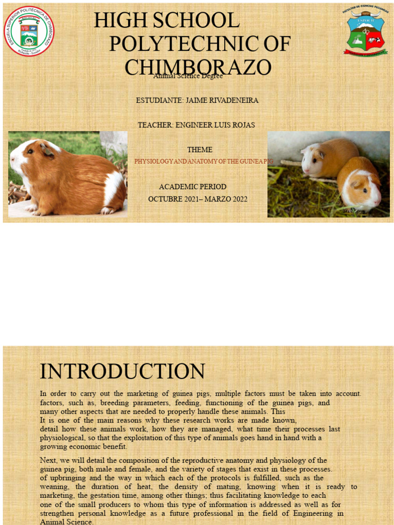 Guinea Pig Anatomy and Reproduction Guide | PDF | Uterus | Reproductive ...