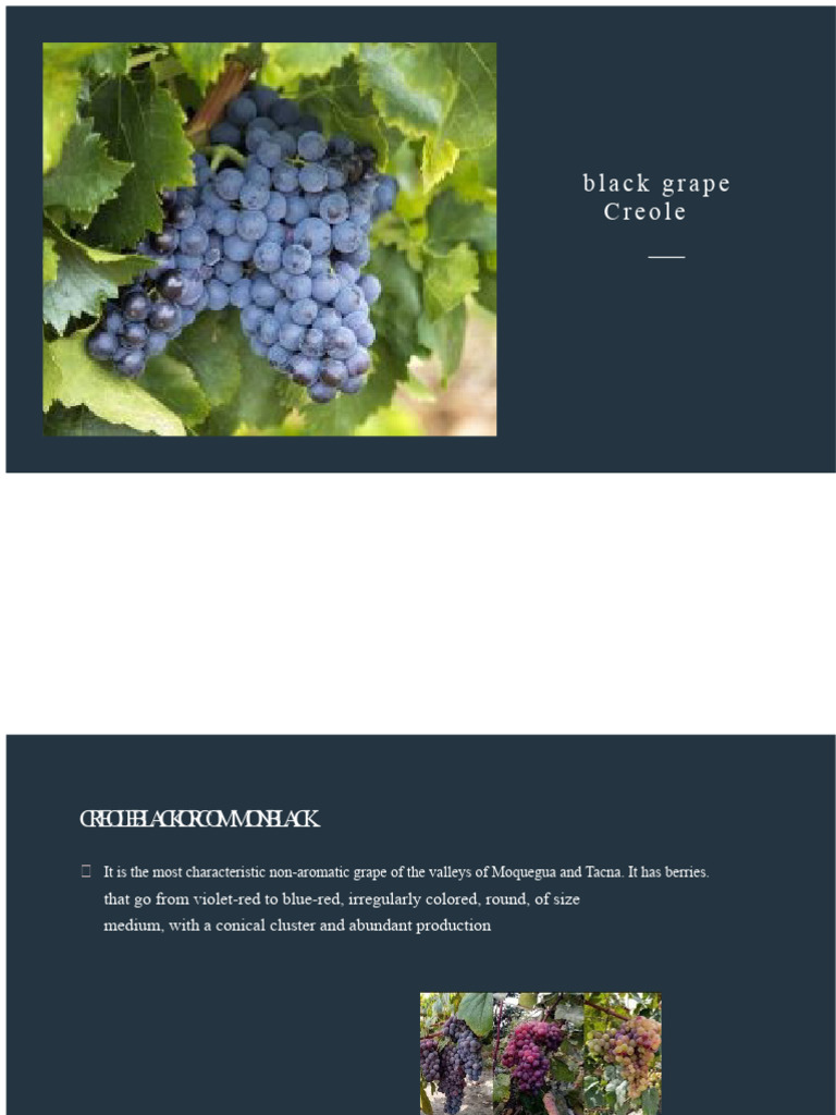 Creole black grape ORMEÑO | PDF | Distillation | Grape