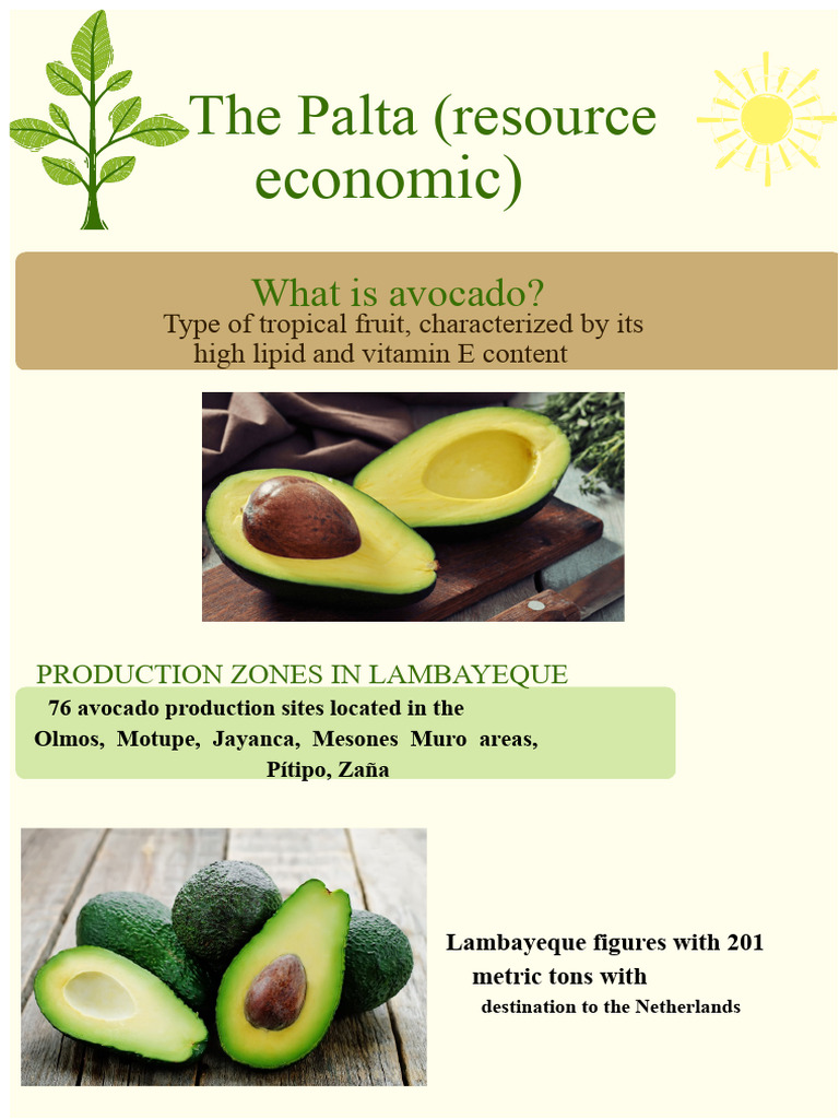 Infographic About Avocado | PDF