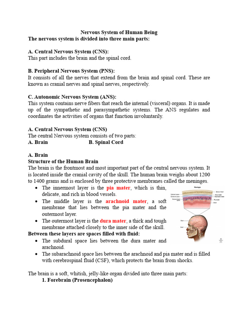 Overview of Human Nervous System | PDF | Cerebrum | Cerebral Cortex