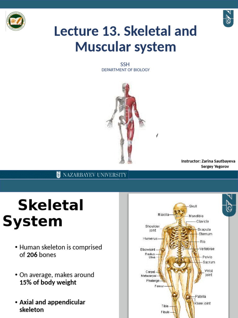L13 Skeletal System - Muscular System | PDF | Joint | Skeleton