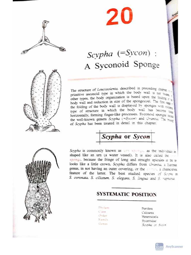 Scypha (Sycon) | PDF