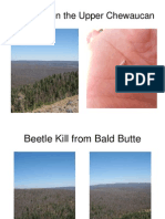 Gov Beetle Kill