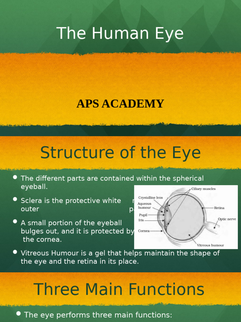 The Human Eye | PDF | Human Eye | Eye