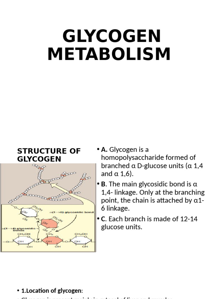 Glycogen Metabolism | PDF | Glycogen | Glucose