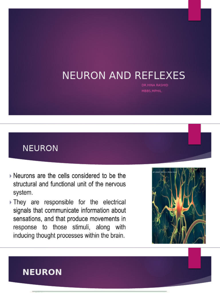 Action Potential | PDF