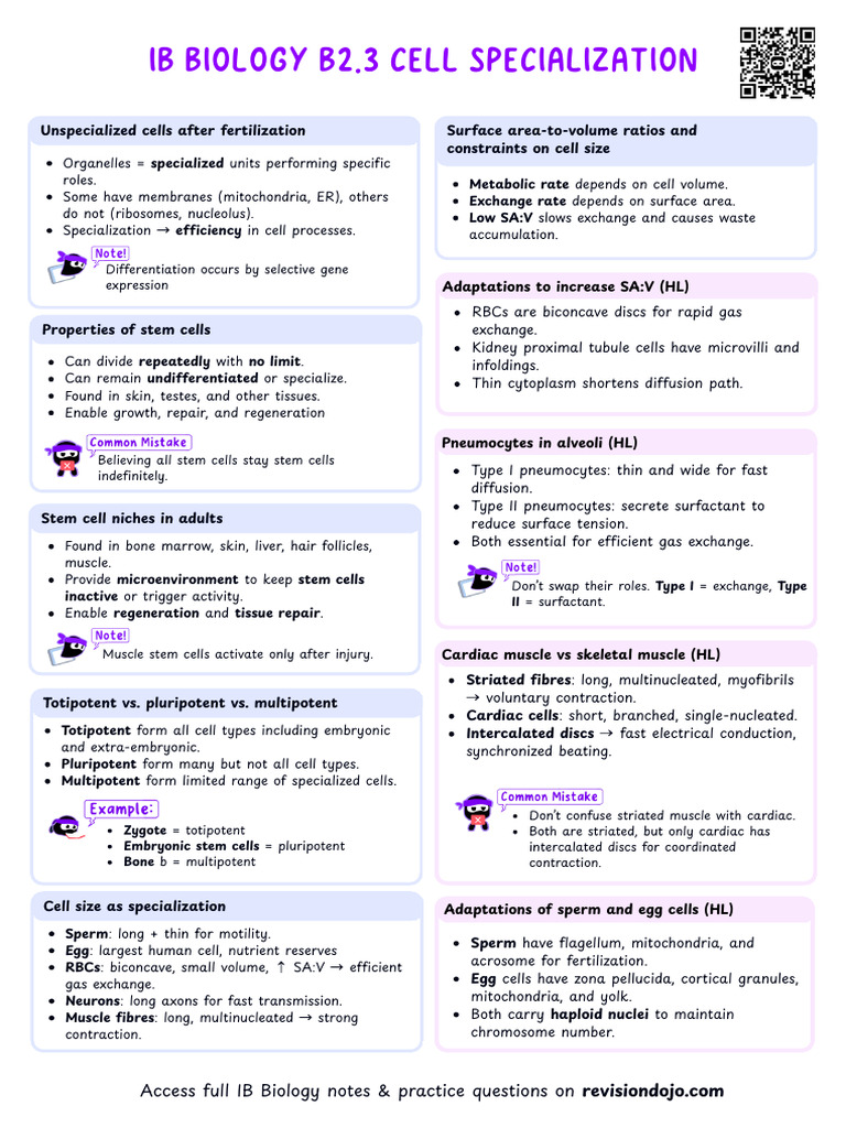 Cell Specialization and Stem Cells Explained | PDF | Cell Potency ...