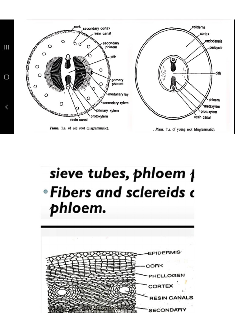 Pinus Diagrams | PDF