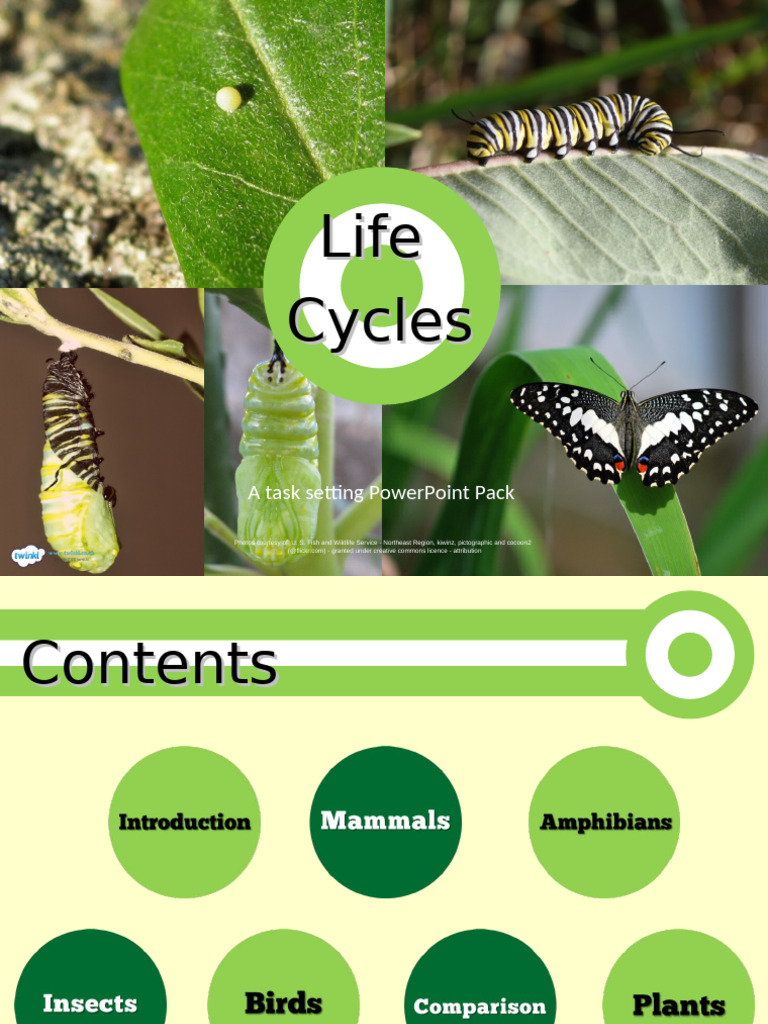 Understanding Animal Life Cycles | PDF | Germination | Seed