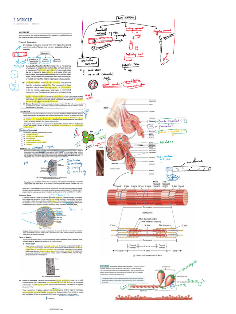 Muscles | PDF