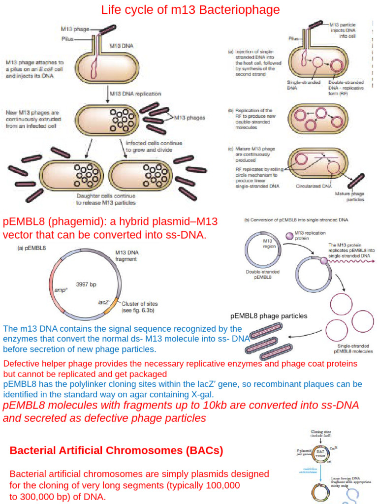 M13 Bacteriophage Life Cycle Overview | PDF | Molecular Cloning ...